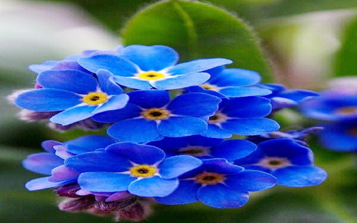 Forget me not flower wallpaper from Chrome web store to be run with OffiDocs Chromium online Forget me not flower wallpaper from Chrome web store to be run with OffiDocs Chromium online