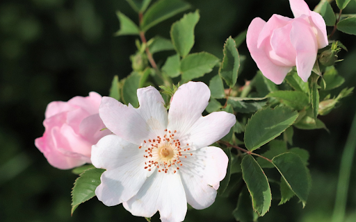 Fragile flower from Chrome web store to be run with OffiDocs Chromium online Fragile flower from Chrome web store to be run with OffiDocs Chromium online