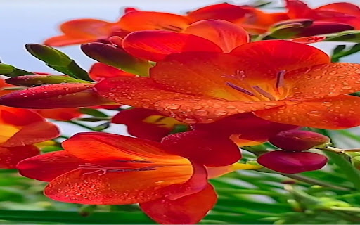 freesia wallpaper... from Chrome web store to be run with OffiDocs Chromium online freesia wallpaper... from Chrome web store to be run with OffiDocs Chromium online