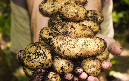 Freshly unloaded potatoes from Chrome web store to be run with OffiDocs Chromium online Freshly unloaded potatoes from Chrome web store to be run with OffiDocs Chromium online