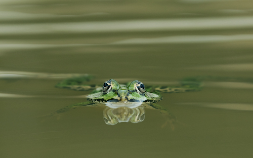 Frog floating on water from Chrome web store to be run with OffiDocs Chromium online Frog floating on water from Chrome web store to be run with OffiDocs Chromium online