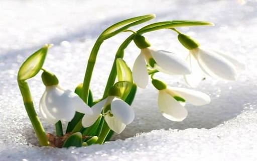 Galanthus nivalis wallpapers from Chrome web store to be run with OffiDocs Chromium online Galanthus nivalis wallpapers from Chrome web store to be run with OffiDocs Chromium online