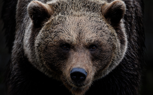 Giant bear from Chrome web store to be run with OffiDocs Chromium online Giant bear from Chrome web store to be run with OffiDocs Chromium online