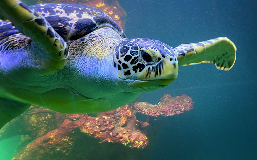 Giant sea turtle from Chrome web store to be run with OffiDocs Chromium online Giant sea turtle from Chrome web store to be run with OffiDocs Chromium online