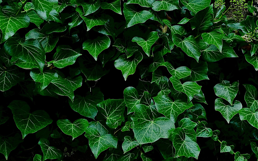 Glossy green leaves from Chrome web store to be run with OffiDocs Chromium online Glossy green leaves from Chrome web store to be run with OffiDocs Chromium online