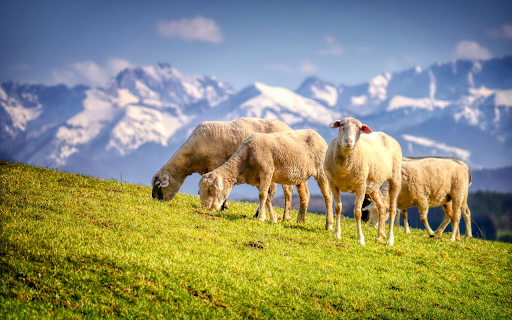 grassy hills and sheep from Chrome web store to be run with OffiDocs Chromium online grassy hills and sheep from Chrome web store to be run with OffiDocs Chromium online