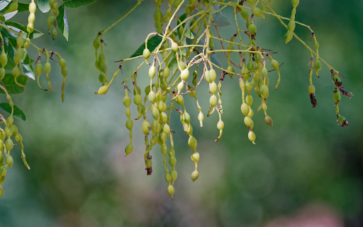 Green fruit with round seeds from Chrome web store to be run with OffiDocs Chromium online Green fruit with round seeds from Chrome web store to be run with OffiDocs Chromium online