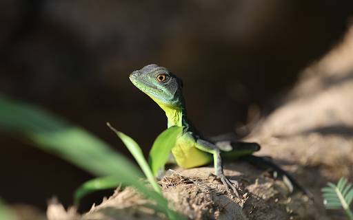 Green Lizard from Chrome web store to be run with OffiDocs Chromium online Green Lizard from Chrome web store to be run with OffiDocs Chromium online