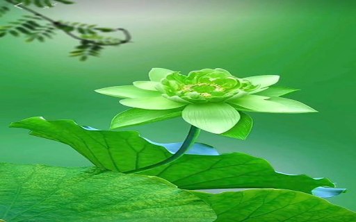Green lotus wallpaper from Chrome web store to be run with OffiDocs Chromium online Green lotus wallpaper from Chrome web store to be run with OffiDocs Chromium online