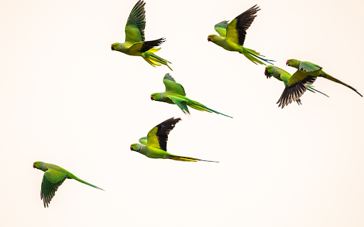 Green parrots from Chrome web store to be run with OffiDocs Chromium online Green parrots from Chrome web store to be run with OffiDocs Chromium online