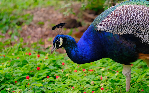 Green peacock and red flowers from Chrome web store to be run with OffiDocs Chromium online Green peacock and red flowers from Chrome web store to be run with OffiDocs Chromium online