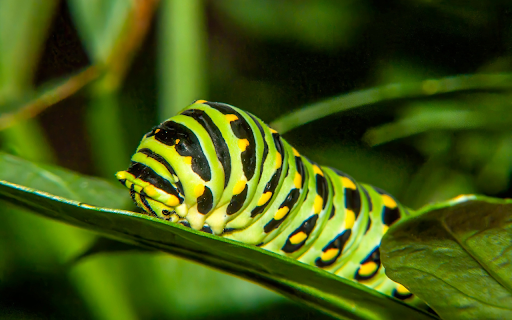 Hairless Caterpillar from Chrome web store to be run with OffiDocs Chromium online Hairless Caterpillar from Chrome web store to be run with OffiDocs Chromium online