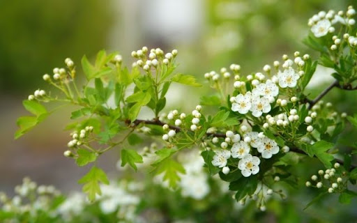 Hawthorn Blossoms in Spring Light from Chrome web store to be run with OffiDocs Chromium online Hawthorn Blossoms in Spring Light from Chrome web store to be run with OffiDocs Chromium online