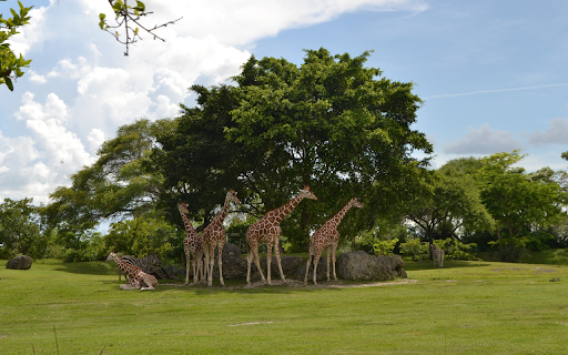 Herd of deer under the canopy of trees from Chrome web store to be run with OffiDocs Chromium online Herd of deer under the canopy of trees from Chrome web store to be run with OffiDocs Chromium online