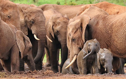 Herd of wild elephants from Chrome web store to be run with OffiDocs Chromium online Herd of wild elephants from Chrome web store to be run with OffiDocs Chromium online