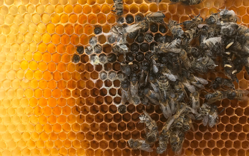Honeycomb and sweet honey from Chrome web store to be run with OffiDocs Chromium online Honeycomb and sweet honey from Chrome web store to be run with OffiDocs Chromium online
