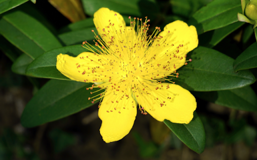 Hypericum calycinum – A Burst of Sunshine and Resilience from Chrome web store to be run with OffiDocs Chromium online Hypericum calycinum – A Burst of Sunshine and Resilience from Chrome web store to be run with OffiDocs Chromium online