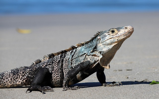 Iguana THEME from Chrome web store to be run with OffiDocs Chromium online Iguana THEME from Chrome web store to be run with OffiDocs Chromium online