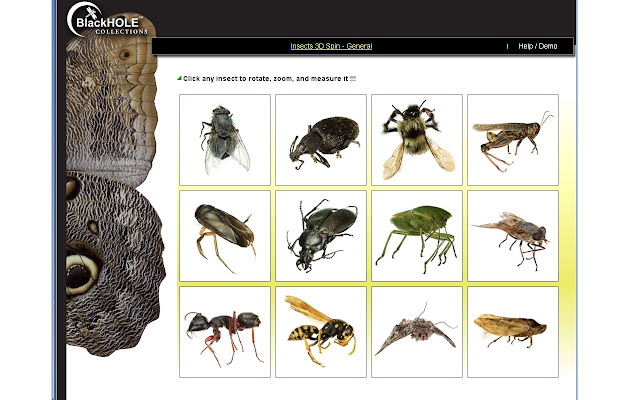Insect 3D Spin General from Chrome web store to be run with OffiDocs Chromium online Insect 3D Spin General from Chrome web store to be run with OffiDocs Chromium online