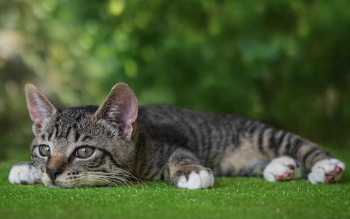 Lazy cat from Chrome web store to be run with OffiDocs Chromium online Lazy cat from Chrome web store to be run with OffiDocs Chromium online