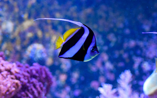 Long Fin Sea Fish from Chrome web store to be run with OffiDocs Chromium online Long Fin Sea Fish from Chrome web store to be run with OffiDocs Chromium online