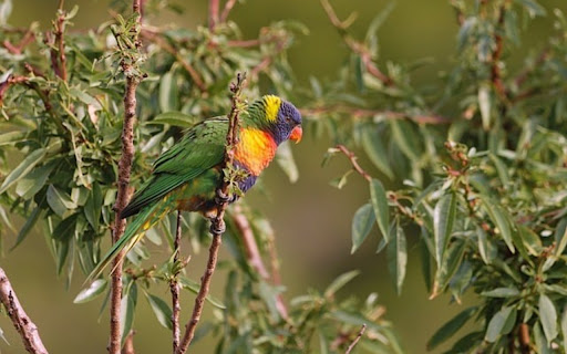 LORIKEET Theme from Chrome web store to be run with OffiDocs Chromium online LORIKEET Theme from Chrome web store to be run with OffiDocs Chromium online