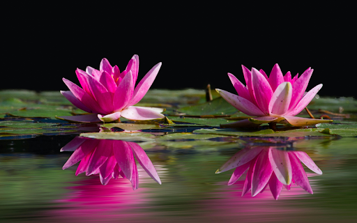 Lotus Reflection Theme from Chrome web store to be run with OffiDocs Chromium online Lotus Reflection Theme from Chrome web store to be run with OffiDocs Chromium online