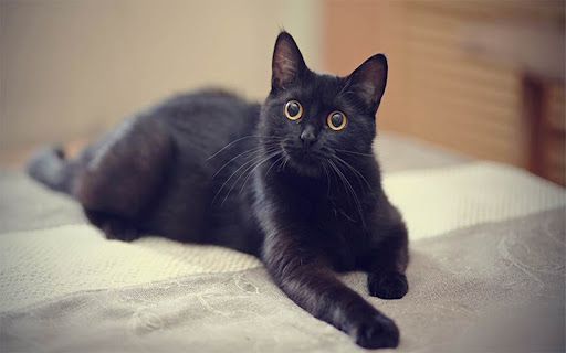 lucky black cat from Chrome web store to be run with OffiDocs Chromium online lucky black cat from Chrome web store to be run with OffiDocs Chromium online