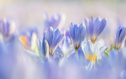 Magical flower garden from Chrome web store to be run with OffiDocs Chromium online Magical flower garden from Chrome web store to be run with OffiDocs Chromium online