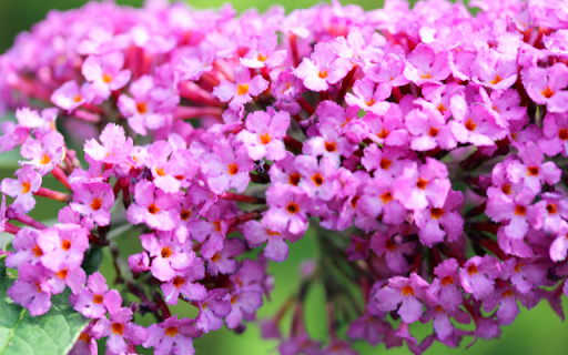 Magnolia Arbuste Fleur Bloom from Chrome web store to be run with OffiDocs Chromium online Magnolia Arbuste Fleur Bloom from Chrome web store to be run with OffiDocs Chromium online