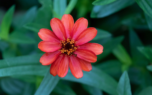 Many petaled orange red flower from Chrome web store to be run with OffiDocs Chromium online Many petaled orange red flower from Chrome web store to be run with OffiDocs Chromium online