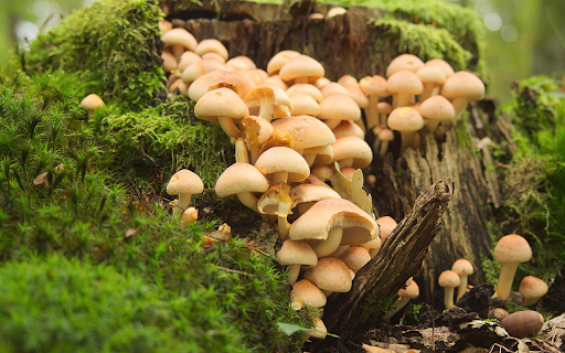 Mini mushrooms and moss under the tree from Chrome web store to be run with OffiDocs Chromium online Mini mushrooms and moss under the tree from Chrome web store to be run with OffiDocs Chromium online