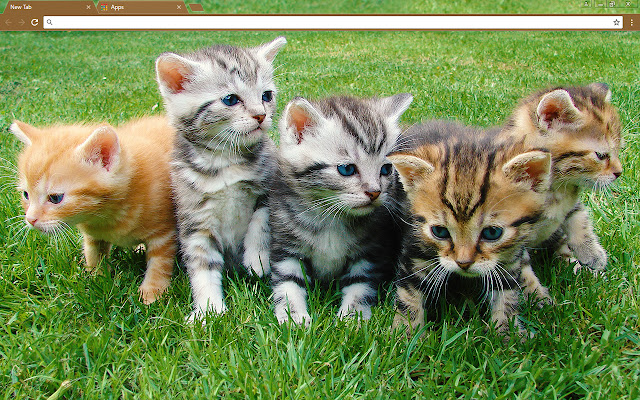More Kittens from Chrome web store to be run with OffiDocs Chromium online More Kittens from Chrome web store to be run with OffiDocs Chromium online