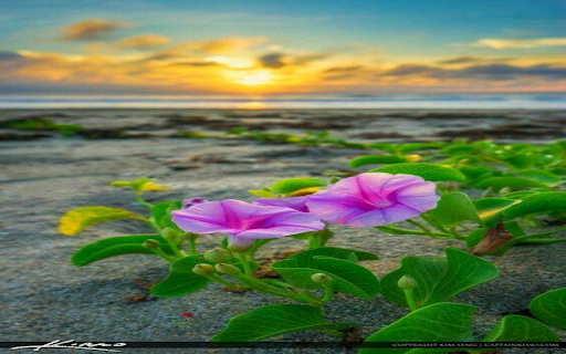 Morning glory flower wallpaper from Chrome web store to be run with OffiDocs Chromium online Morning glory flower wallpaper from Chrome web store to be run with OffiDocs Chromium online