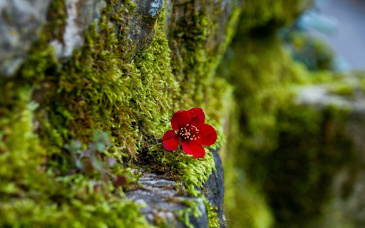 Moss wall from Chrome web store to be run with OffiDocs Chromium online Moss wall from Chrome web store to be run with OffiDocs Chromium online