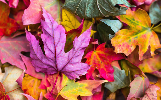 Multicolored leaves from Chrome web store to be run with OffiDocs Chromium online Multicolored leaves from Chrome web store to be run with OffiDocs Chromium online