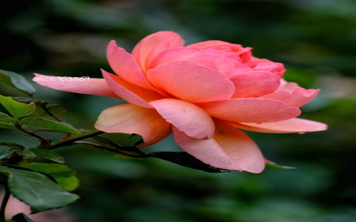 Orange Rose Wallpaper from Chrome web store to be run with OffiDocs Chromium online Orange Rose Wallpaper from Chrome web store to be run with OffiDocs Chromium online