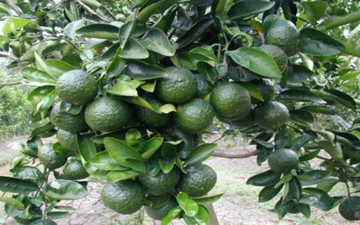 orange tree wallpaper from Chrome web store to be run with OffiDocs Chromium online orange tree wallpaper from Chrome web store to be run with OffiDocs Chromium online