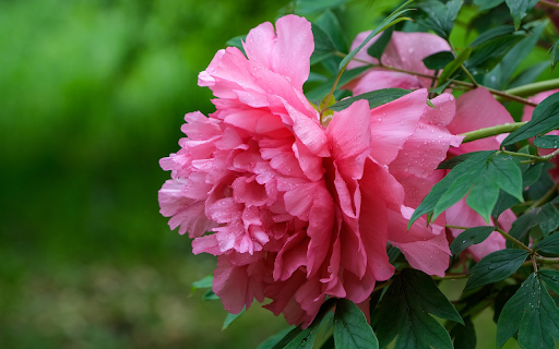 Peony flowers in the rain from Chrome web store to be run with OffiDocs Chromium online Peony flowers in the rain from Chrome web store to be run with OffiDocs Chromium online