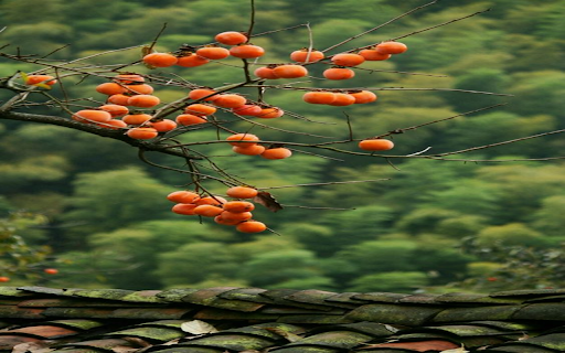 Persimmon wallpaper from Chrome web store to be run with OffiDocs Chromium online Persimmon wallpaper from Chrome web store to be run with OffiDocs Chromium online