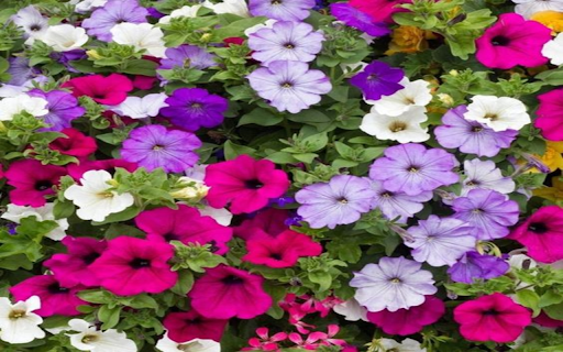 Petunia flower wallpaper from Chrome web store to be run with OffiDocs Chromium online Petunia flower wallpaper from Chrome web store to be run with OffiDocs Chromium online