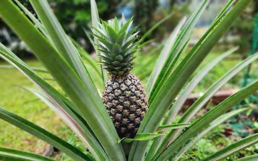 Pineapple Tree from Chrome web store to be run with OffiDocs Chromium online Pineapple Tree from Chrome web store to be run with OffiDocs Chromium online