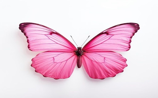 pink butterfly wallpaper from Chrome web store to be run with OffiDocs Chromium online pink butterfly wallpaper from Chrome web store to be run with OffiDocs Chromium online