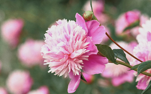 Pink flower garden bloom from Chrome web store to be run with OffiDocs Chromium online Pink flower garden bloom from Chrome web store to be run with OffiDocs Chromium online