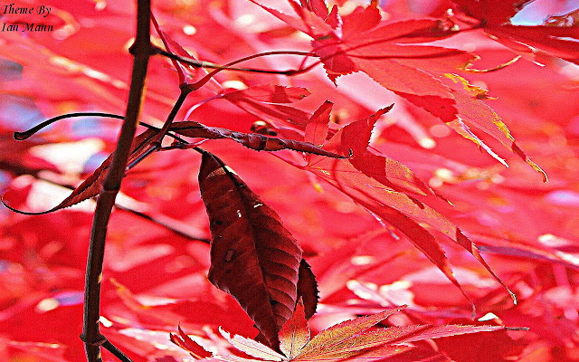 Pink Forrest from Chrome web store to be run with OffiDocs Chromium online Pink Forrest from Chrome web store to be run with OffiDocs Chromium online