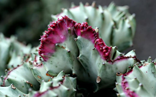 Pink thorn cactus from Chrome web store to be run with OffiDocs Chromium online Pink thorn cactus from Chrome web store to be run with OffiDocs Chromium online