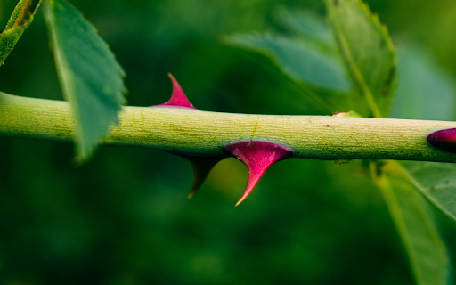 Pink thorns from Chrome web store to be run with OffiDocs Chromium online Pink thorns from Chrome web store to be run with OffiDocs Chromium online