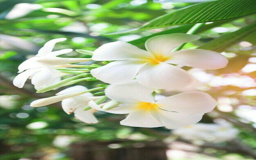 Plumeria flower wallpaper from Chrome web store to be run with OffiDocs Chromium online Plumeria flower wallpaper from Chrome web store to be run with OffiDocs Chromium online