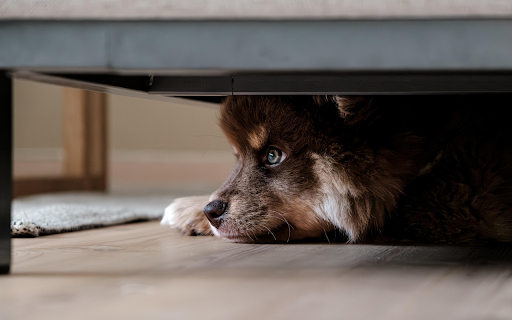 Puppy Hideaway from Chrome web store to be run with OffiDocs Chromium online Puppy Hideaway from Chrome web store to be run with OffiDocs Chromium online