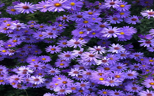 Purple daisy garden wallpaper from Chrome web store to be run with OffiDocs Chromium online Purple daisy garden wallpaper from Chrome web store to be run with OffiDocs Chromium online